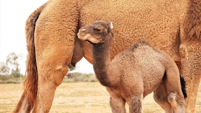 Newborn camel named after descendant of Afghan cameleer — and the owners are thrilled with the choice