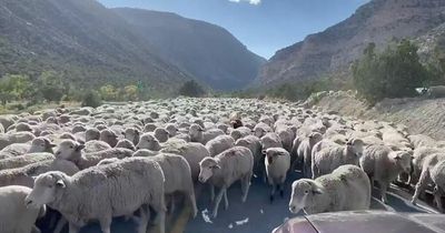 Viral video shows enormous traffic jam as herd of sheep block main road in Utah