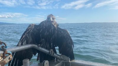 Wedge-tailed eagle saved from ocean by diver off Victorian coast