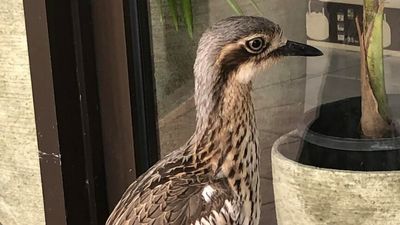 Endangered bush stone-curlew falls in love with own reflection mid search for mate