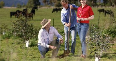 The story behind Coles' carbon neutral beef brand