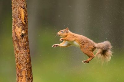 Endangered red squirrels in Highlands to be helped with citizen science project