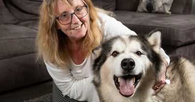 Malamute beat burglar, got back stolen goods then rescued two cats from fire