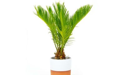 Houseplant of the week: Japanese sago palm