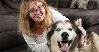Britain's bravest dog beat burglar, found stolen goods and saved cats from fire