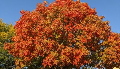 Red trees, mushrooms and dryness, and divining woolly bears
