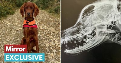 Dog owner issues warning after puppy starts 'crying' on walk and needs surgery