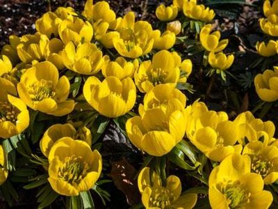 Gardening advice: Five types of bulbs to buy for spring flowers in London gardens