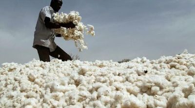 Tiny Parasite Withers West Africa’s Cotton Harvest Outlook