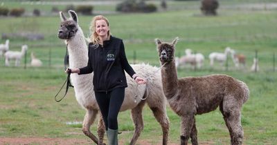 Yes, you can get an alpaca selfie and no it's not too far from home