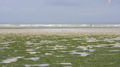 France sued for inaction over nitrate pollution, fuel for killer seaweed
