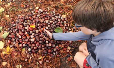 Young country diary: 1,032 conkers from my uncle’s garden