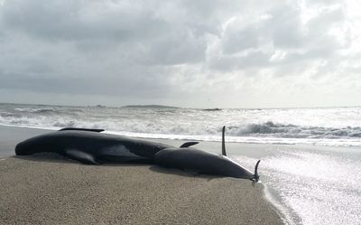 Recent whale strandings highlight the mystery that still baffles marine scientists