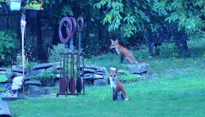 Suburban red foxes, hoping on perch and hummingbird feeders