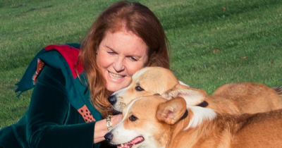 Royal fans 'heartbroken' as Sarah Ferguson snuggles up to Queen's corgis in birthday photos