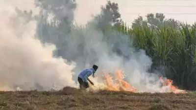 Stubble burning cases decline almost 4 times in Haryana