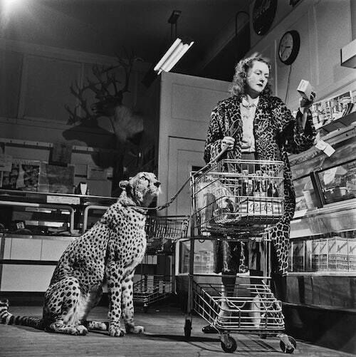 What’s the best way to train your cat? A pet expert…