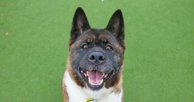 Meet Petal the nine-year-old Akita looking for her first home in Glasgow