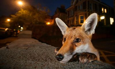 Urban foxes: are they ‘fantastic’ or a growing menace?