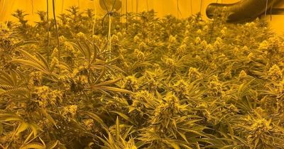 Making cannabis Class A would put 'vulnerable' at risk, says local drug use expert
