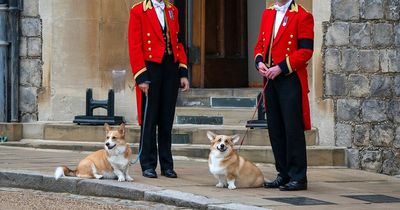 Sarah Ferguson posts adorable photo with Queen's dogs, as corgis settle into new home