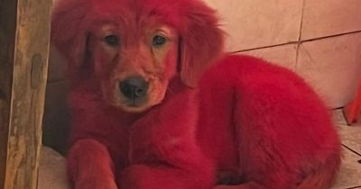 Dog owner sparks outrage by dying his puppy bright pink to show him off on social media