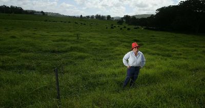 Farmer slams mass bee kill: 'It's bizarre to not hear any buzzing'