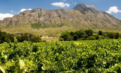Cape crusade: the many talents of South Africa’s wine growers