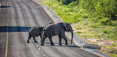 Elephant conservation may be undermined by Twitter users who overlook main threats