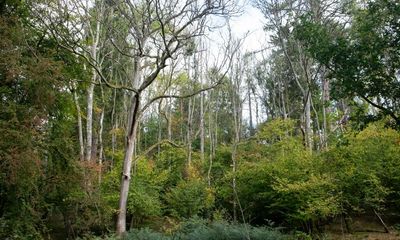 ‘A tragedy for trees’: ash dieback ravages UK’s fragile woodlands