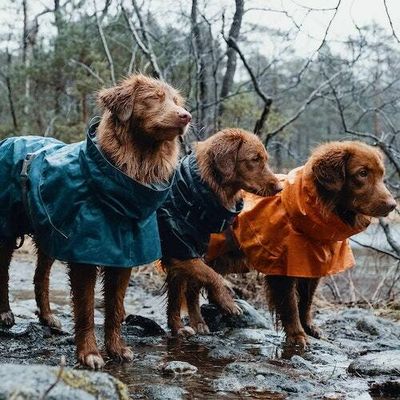 The 7 best waterproof dog coats