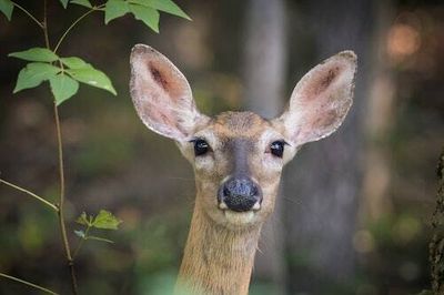 Deer and mink can harbor Covid-19: Why animal virologists say we need to worry