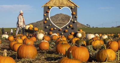 Incredible pictures show Scotland's largest pumpkin patch which covers eight acres