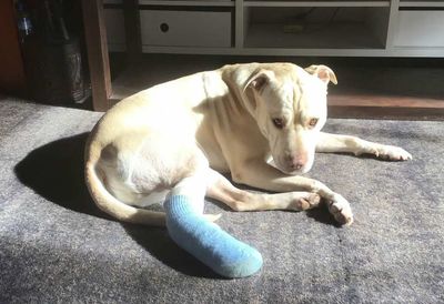 Auckland Council paid $16k to heal dog before putting it down