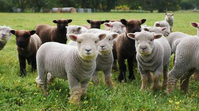Babydoll Southdown sheep are sought-after farm pets for their short stature, big charisma