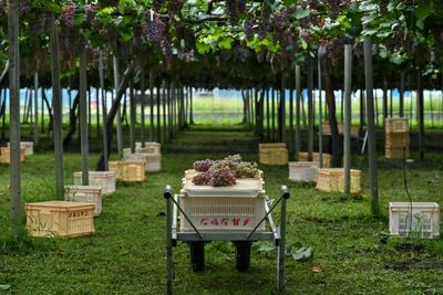 From mediocre to medal-winning: Japan's koshu wine