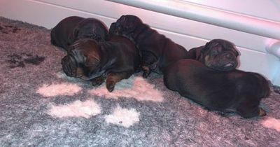 Glasgow puppy giveaway as dog lovers bid to share Christmas joy