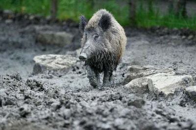 British woman, 67, ‘shot dead on wild boar hunt’ in Brittany