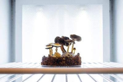 Scientists to examine how mushrooms become magic