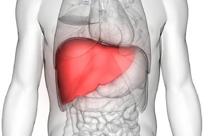 Research: Livers Can Stay Functional For Over 100 years
