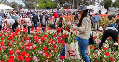 Bagging a piece of Floriade in first big bulb dig