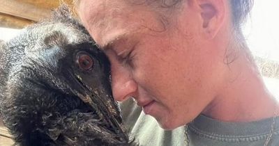 Emmanuel the TikTok emu fighting for his life as avian flu kills over 50 birds at farm