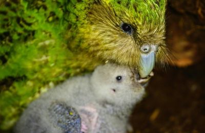 Feathers ruffled as charismatic parrot banned from avian beauty contest