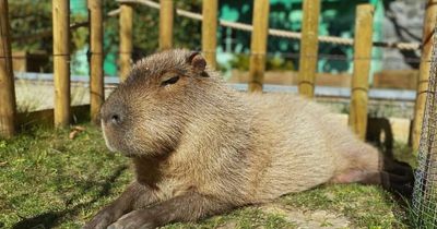 Zoo's entire population of capybaras mysteriously dies leaving visitors devastated