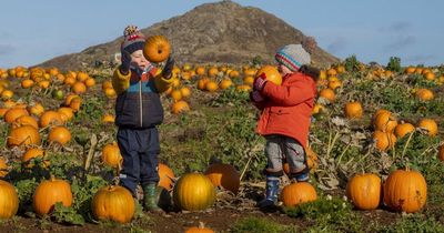 Scotland's biggest pumpkin patch is the size of four football pitches and has over 35,000 pumpkins