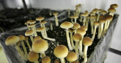 What makes magic mushrooms magic? Geneticists probe origins of psychedelic compounds