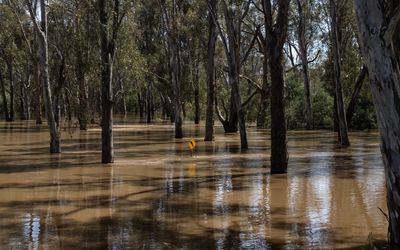 ‘Seriously impacted’: Treasurer’s food price warning as floods devastate farmers