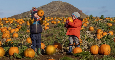 Monster East Lothian pumpkin patch is the size of four football pitches
