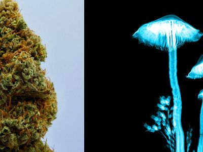 DEA Wants To Boost Production Of Cannabis & Psychedelics For Research In 2023
