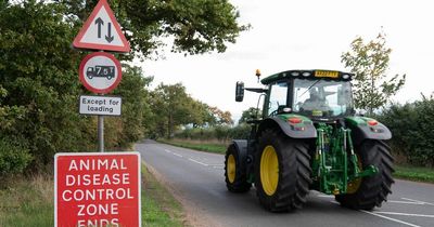 Bird flu ‘prevention zone’ declared as UK confirms largest outbreak